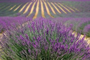 lavenders-894919_640
